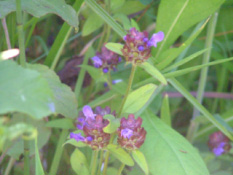 Prunella vulgaris Gewone brunel bestellen